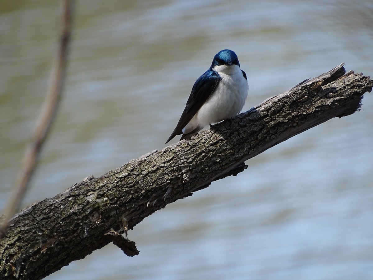 Tree Swallow - Suzanne  Filteau