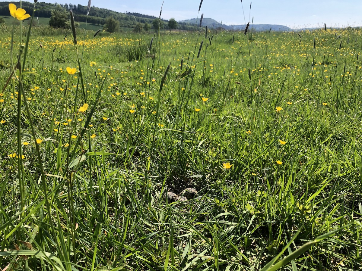 Northern Lapwing - ML618834027