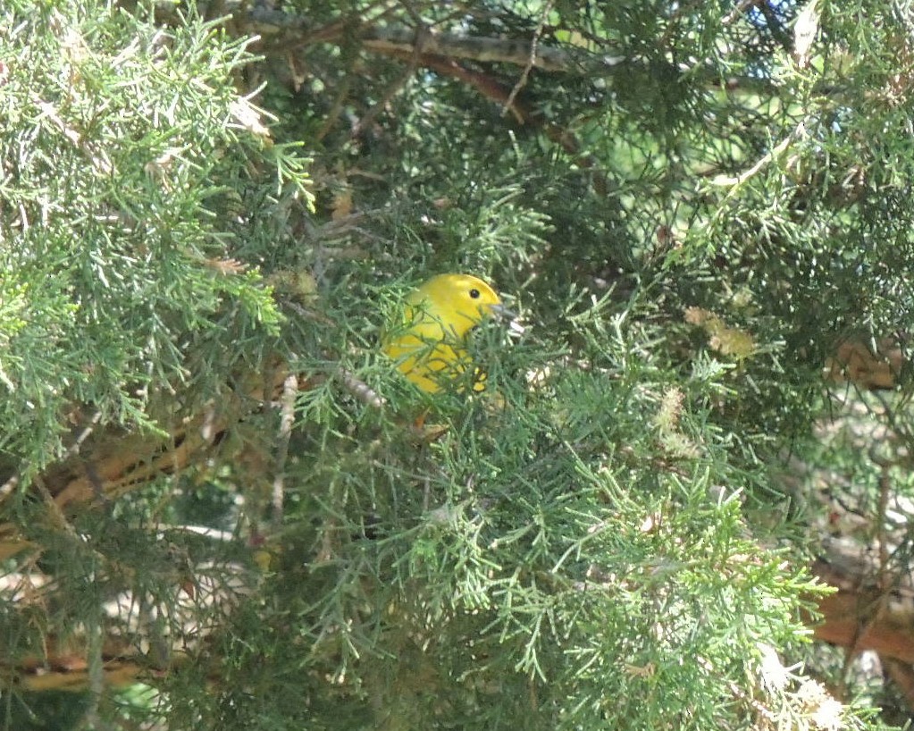 Yellow Warbler - ML618834049