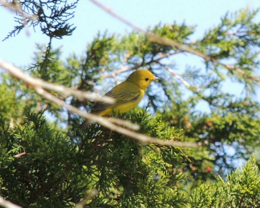 Yellow Warbler - ML618834051