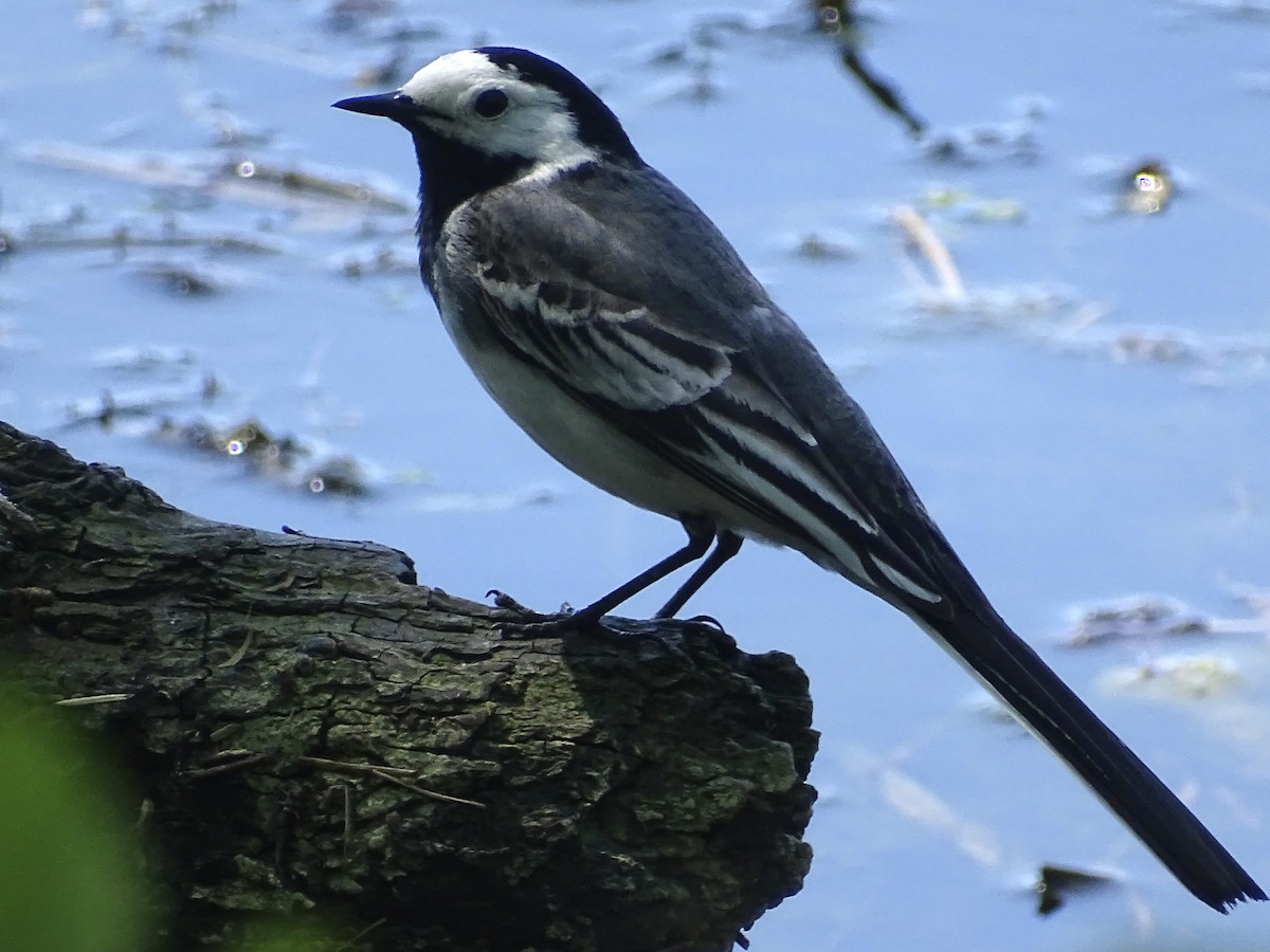 White Wagtail - Jeffrey Roth