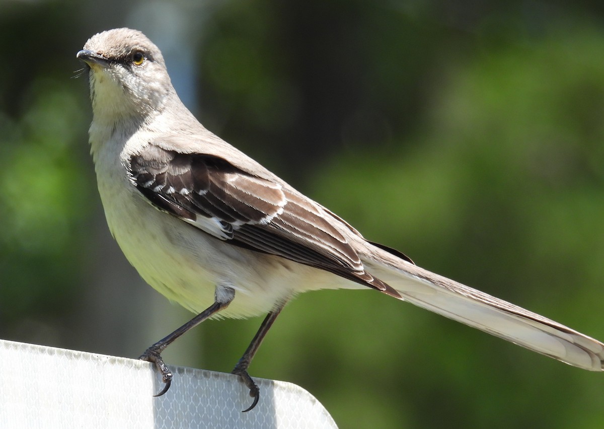 Northern Mockingbird - Patrick 🦃 Brisse