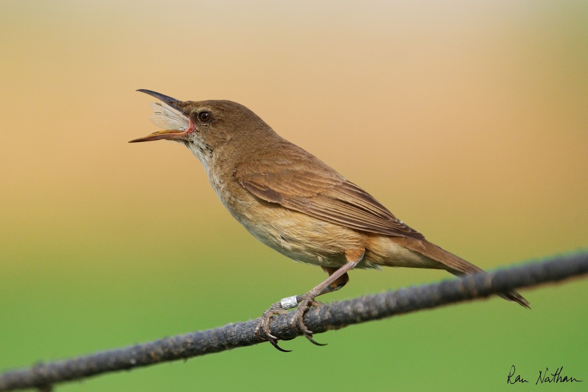 Clamorous Reed Warbler - ML618834063