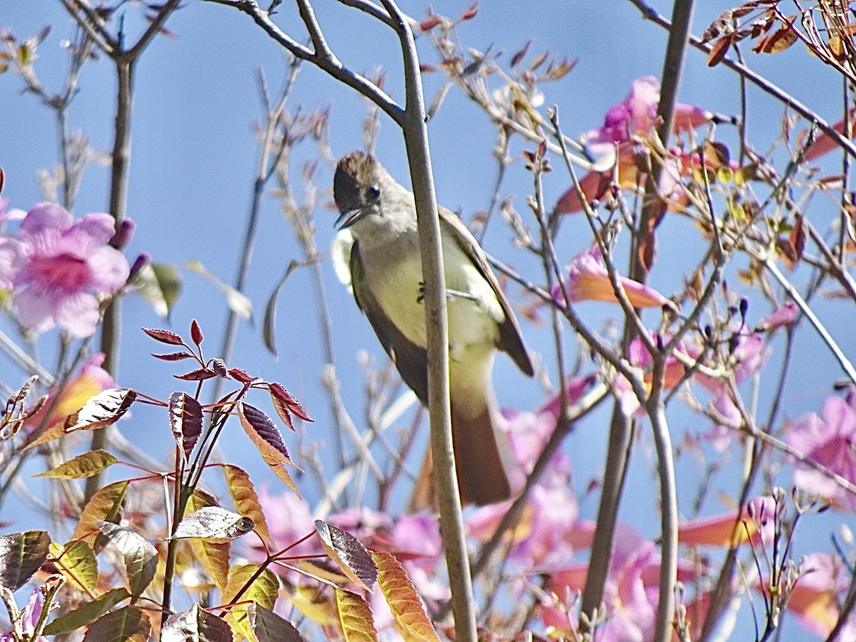 Ash-throated Flycatcher - ML618834068