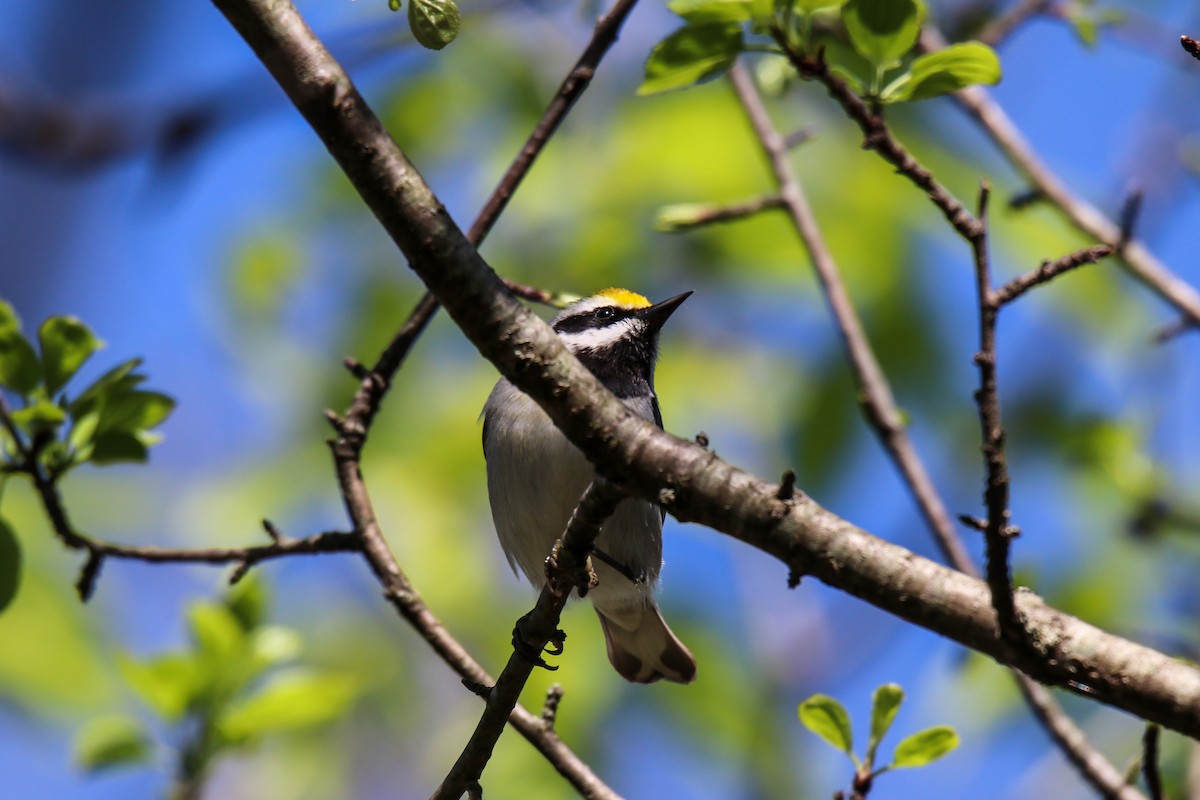 Golden-winged Warbler - Walter Parker