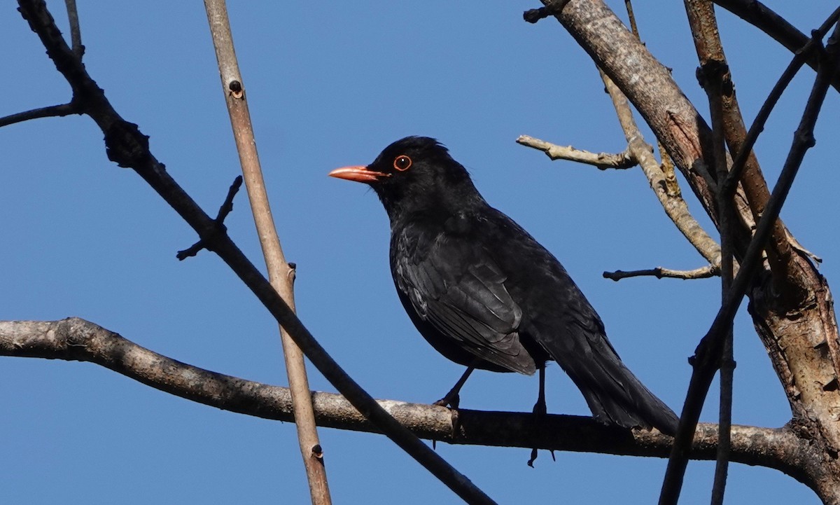 Eurasian Blackbird - ML618834081