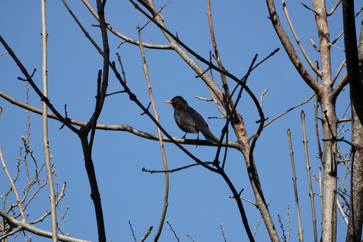Eurasian Blackbird - ML618834082