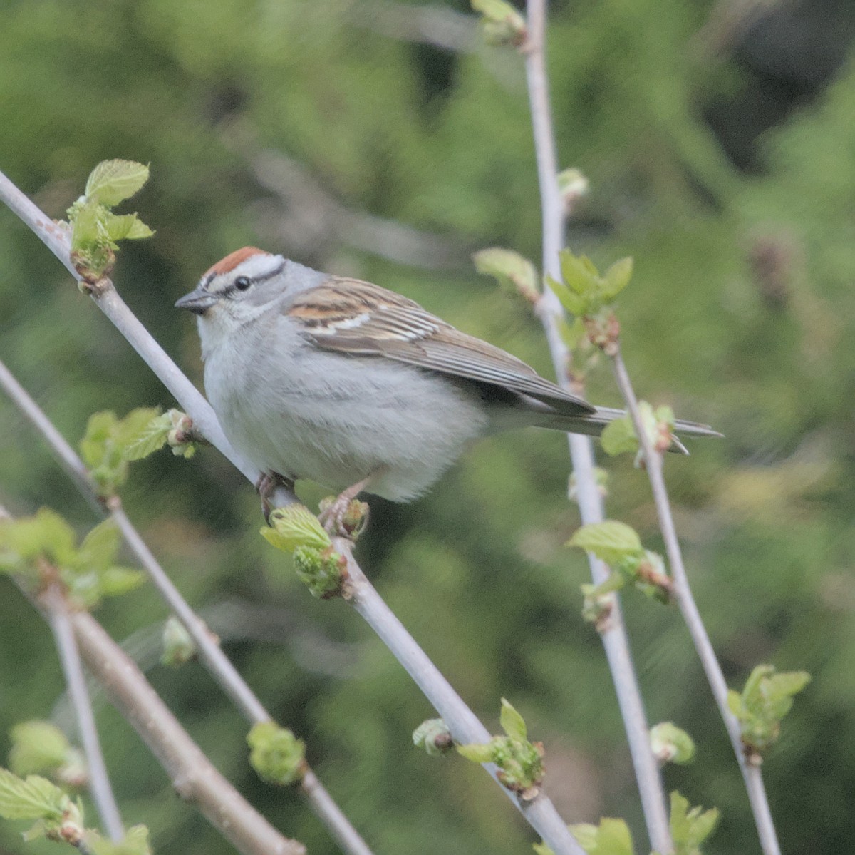 Chipping Sparrow - Manuel Morales