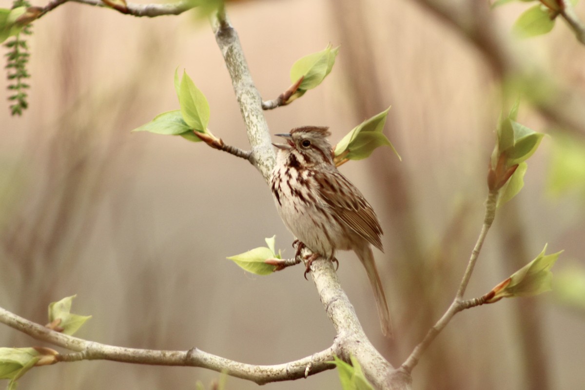 Song Sparrow (melodia/atlantica) - Anne R.