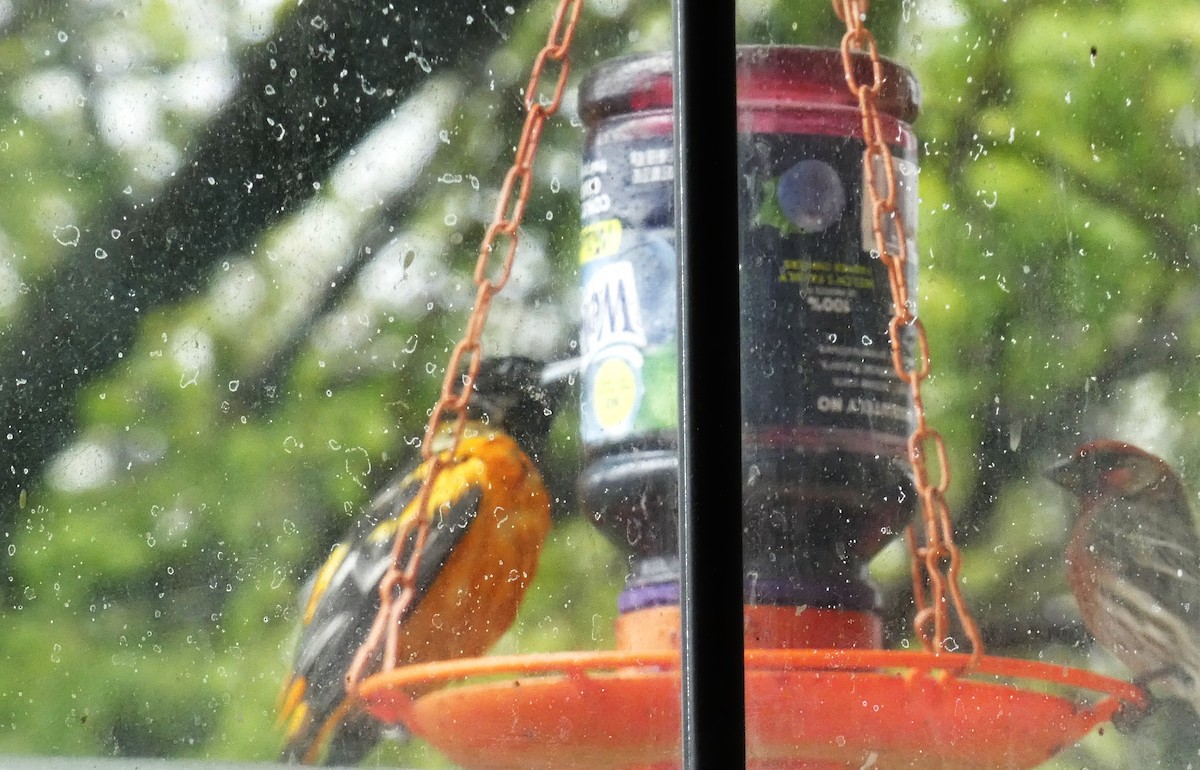 Baltimore Oriole - Marlin and Connie Andrus