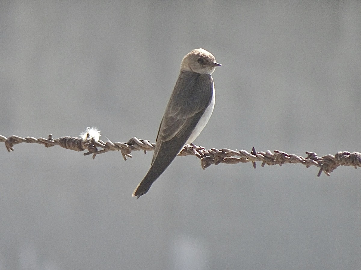 Northern Rough-winged Swallow - ML618834090