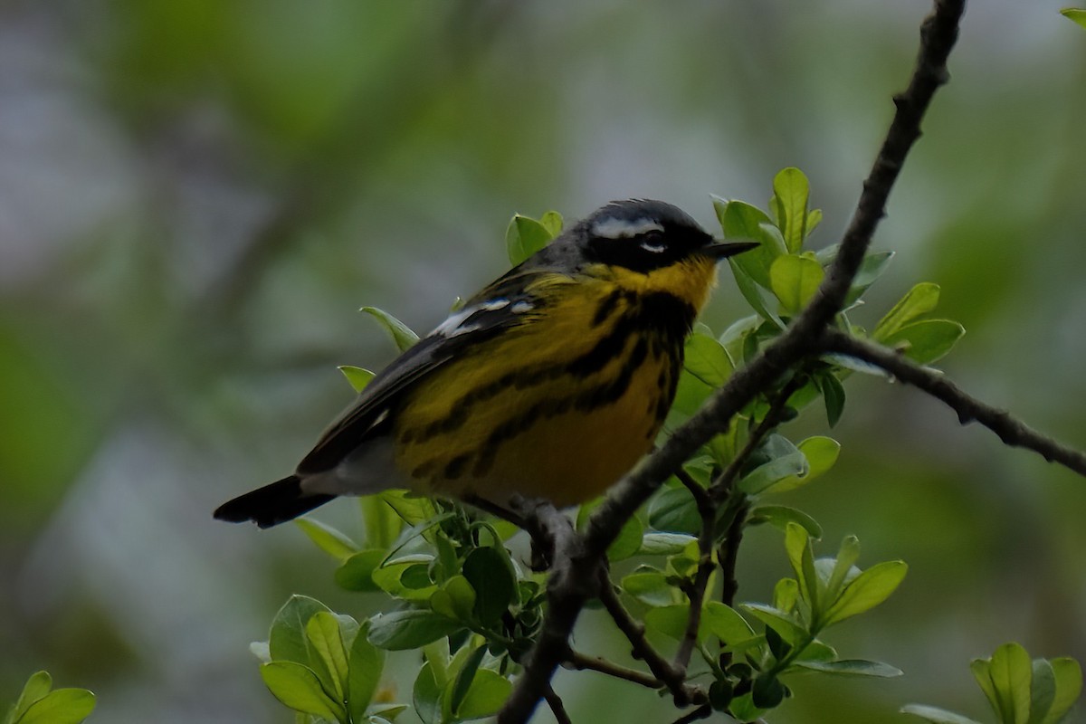 Magnolia Warbler - Cindy Gimbert