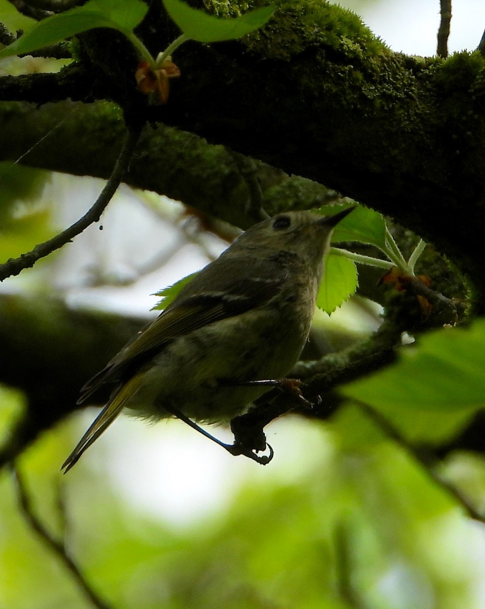 Ruby-crowned Kinglet - Shirley Andrews