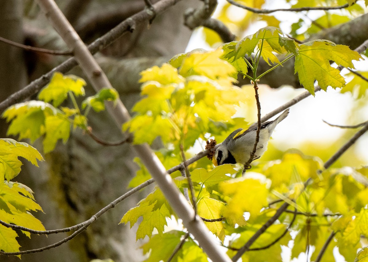 Golden-winged Warbler - ML618834111