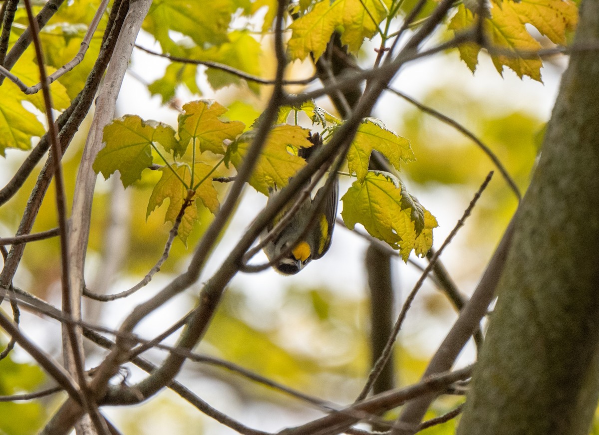 Golden-winged Warbler - ML618834113