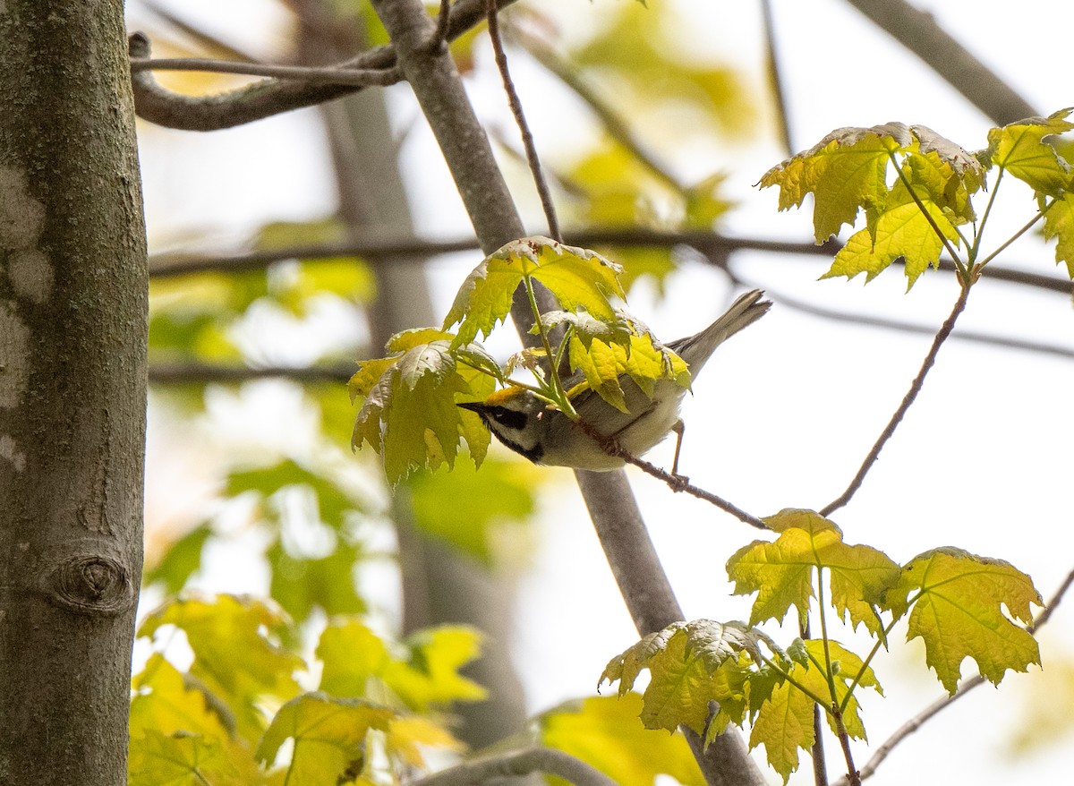 Golden-winged Warbler - ML618834115