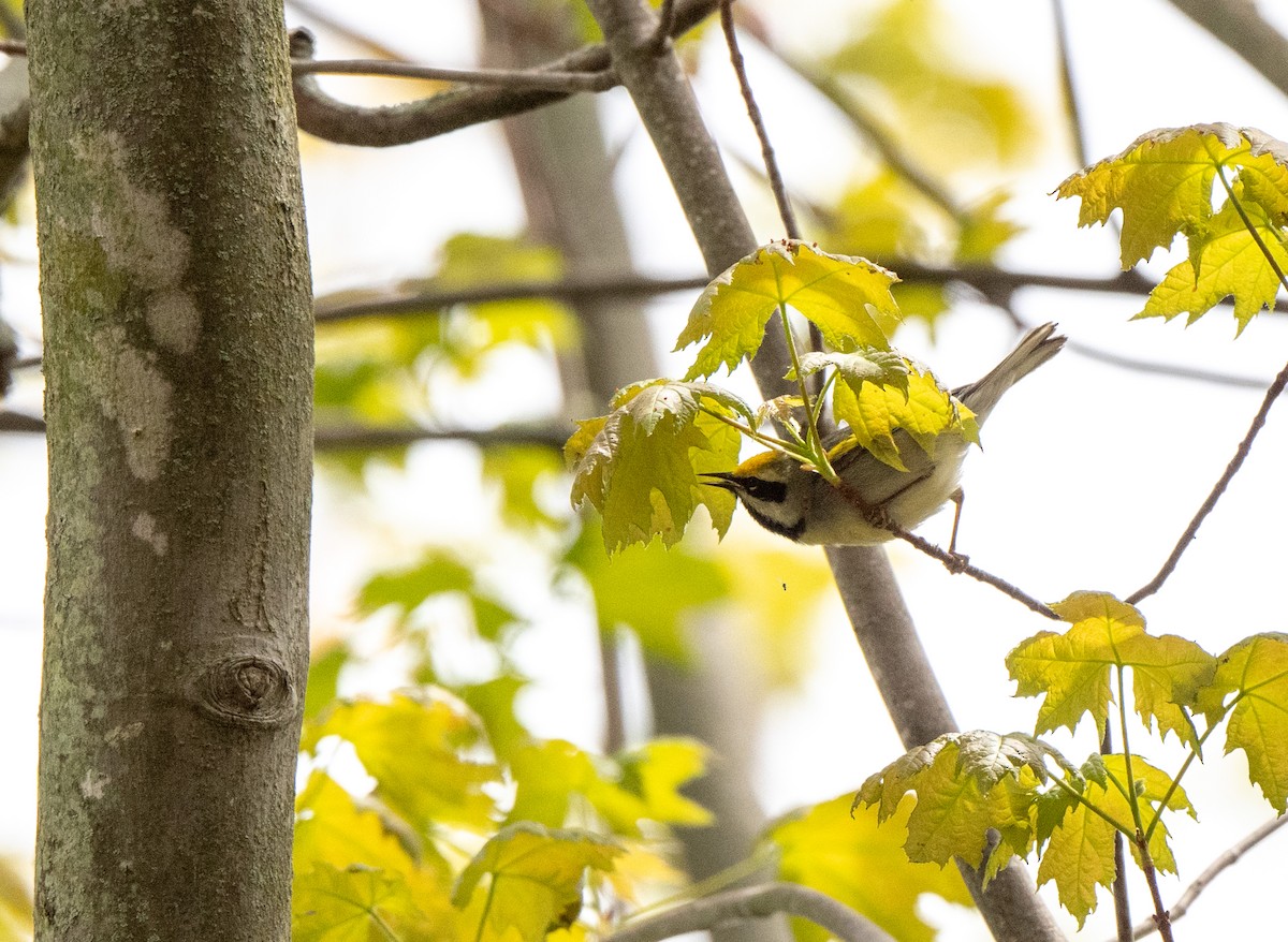 Golden-winged Warbler - ML618834117