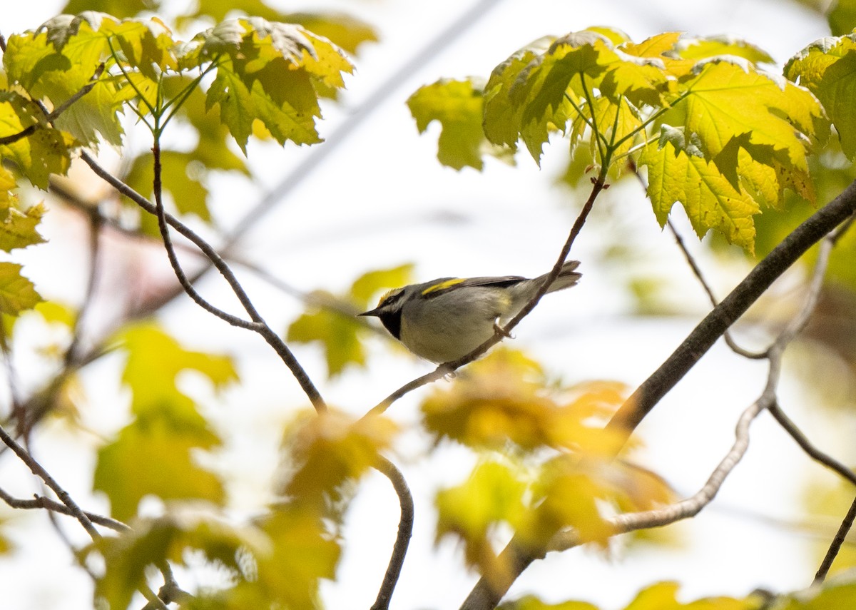 Golden-winged Warbler - ML618834119