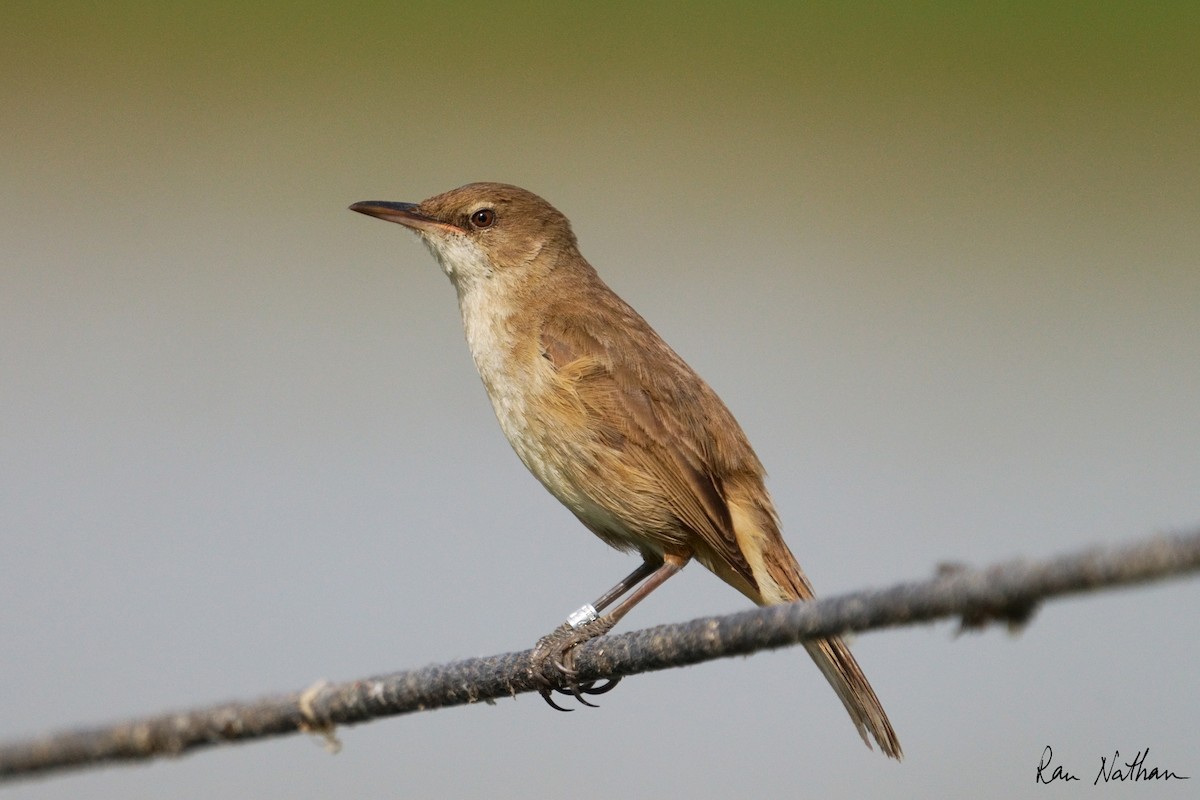 Clamorous Reed Warbler - Ran Nathan