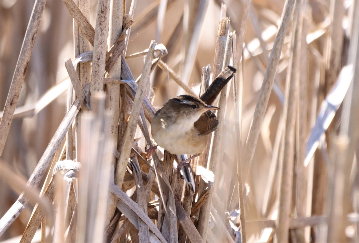 Marsh Wren - Daniel Laforce