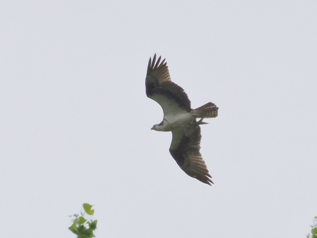 Osprey - John Felton