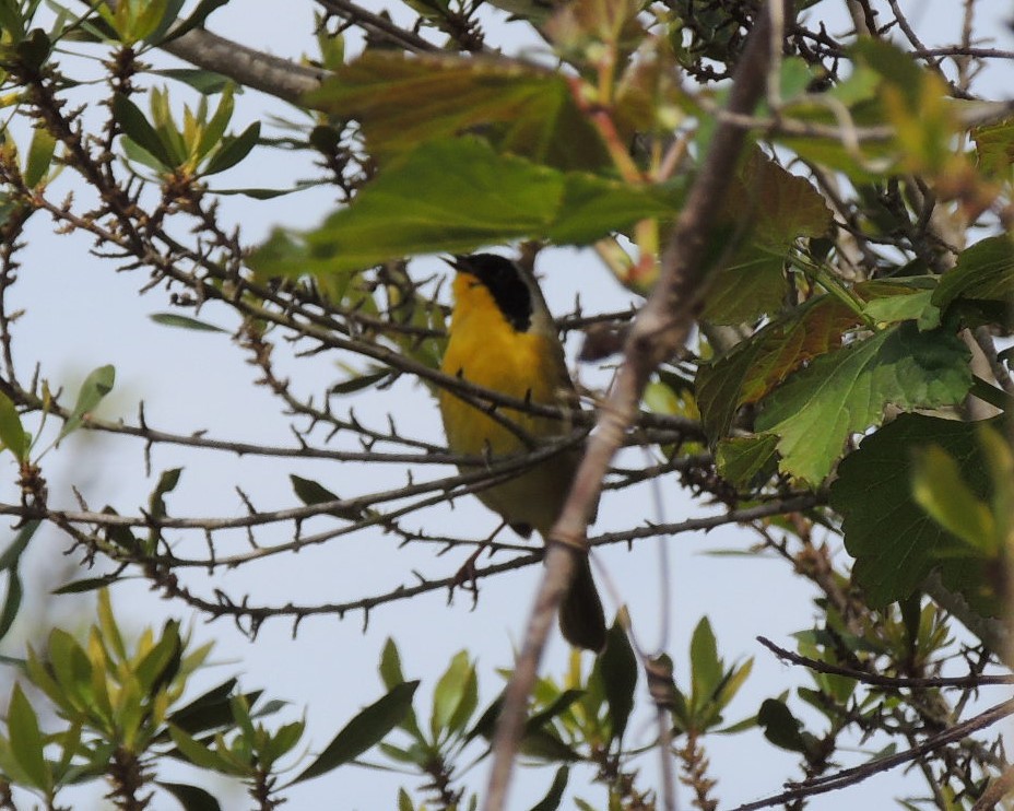 Common Yellowthroat - James Harding