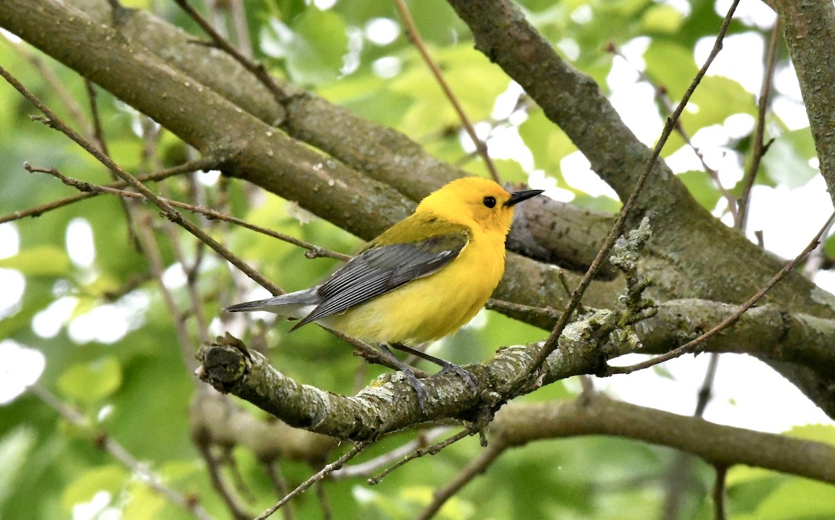 Prothonotary Warbler - ML618834138
