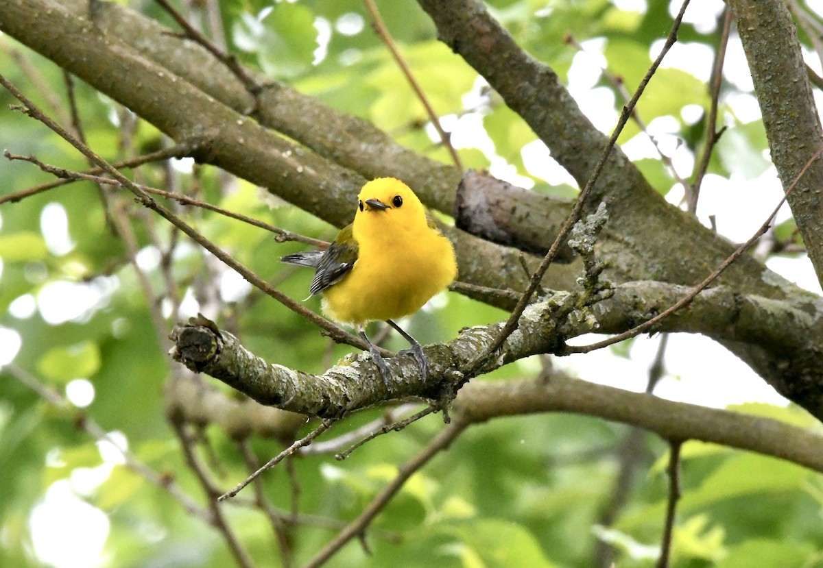 Prothonotary Warbler - ML618834139