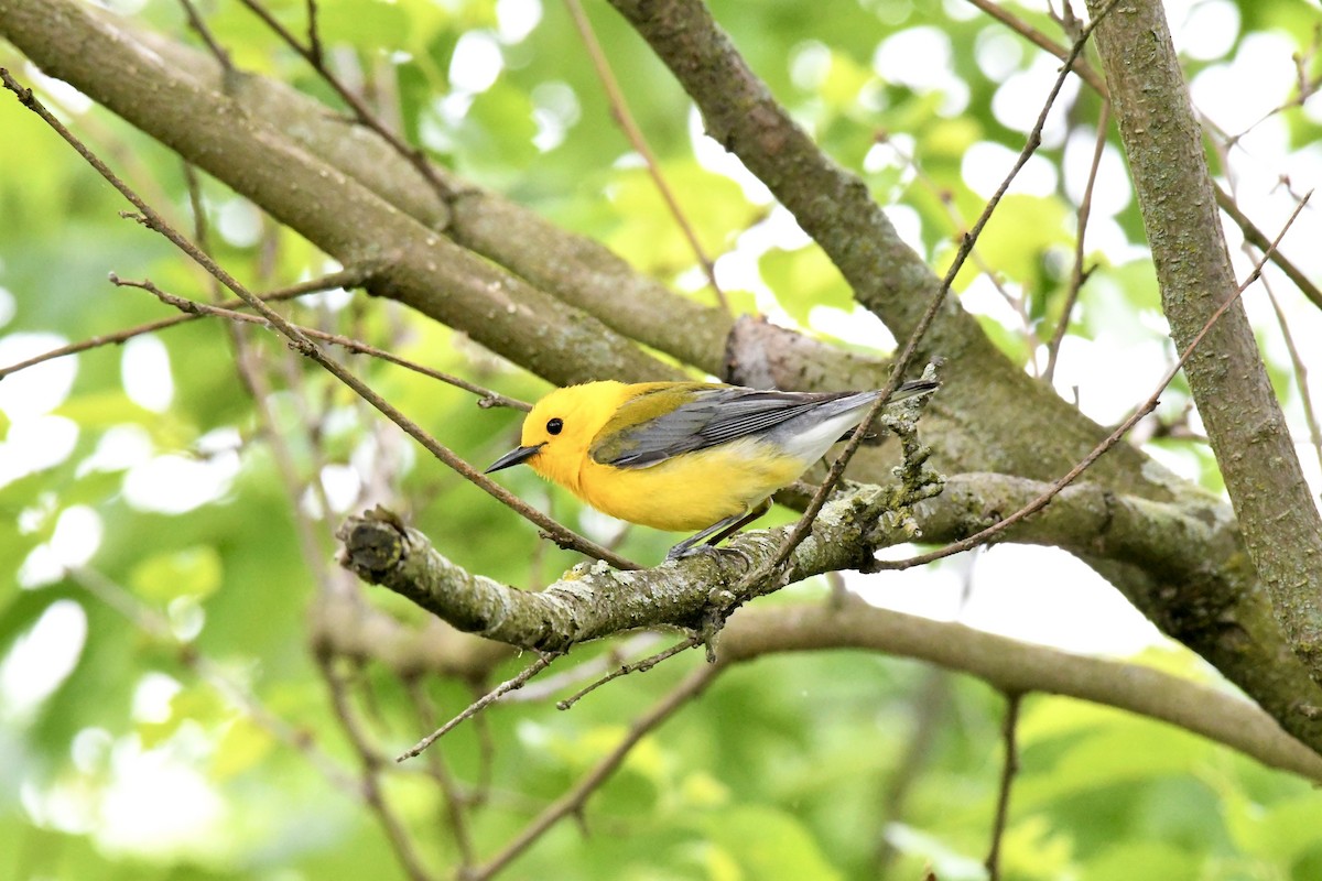 Prothonotary Warbler - ML618834140