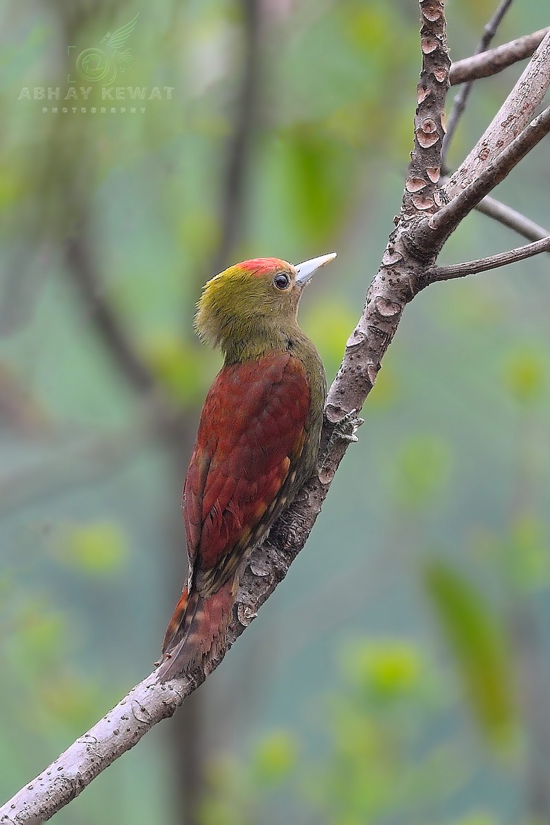 Pale-headed Woodpecker - Abhay Kewat