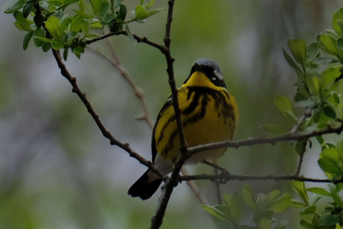 Magnolia Warbler - Cindy Gimbert