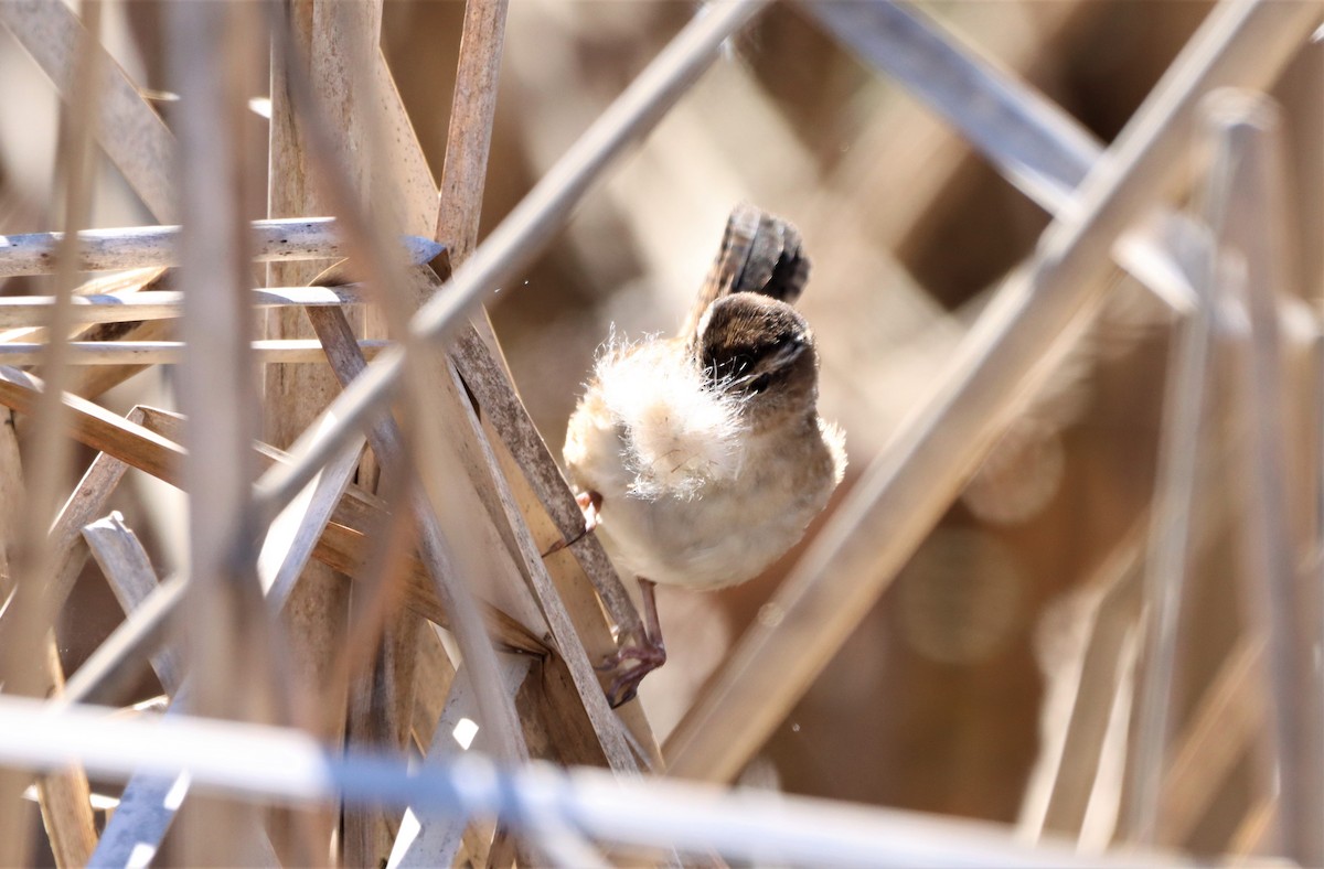 Marsh Wren - Daniel Laforce