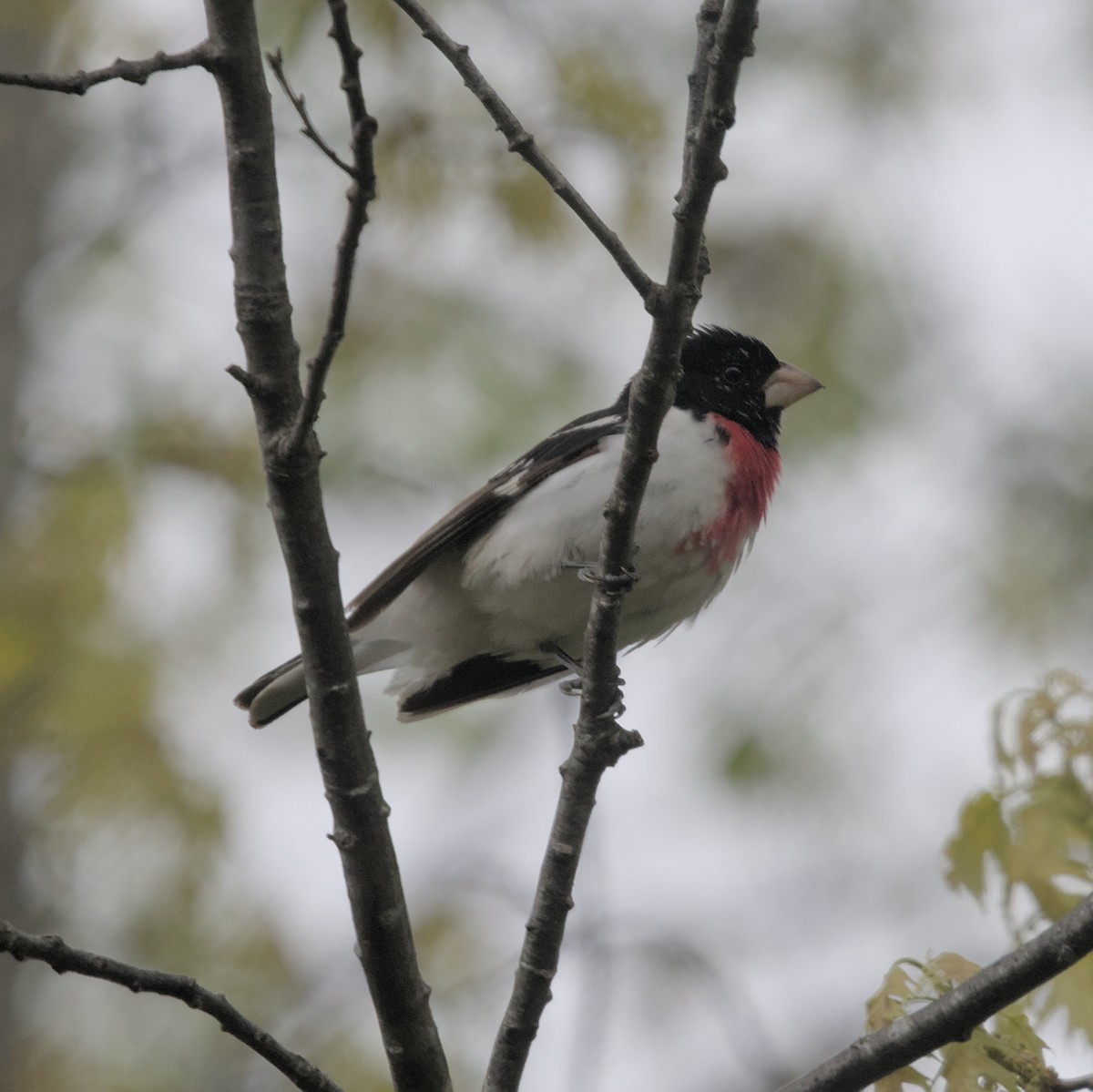 Rose-breasted Grosbeak - Manuel Morales