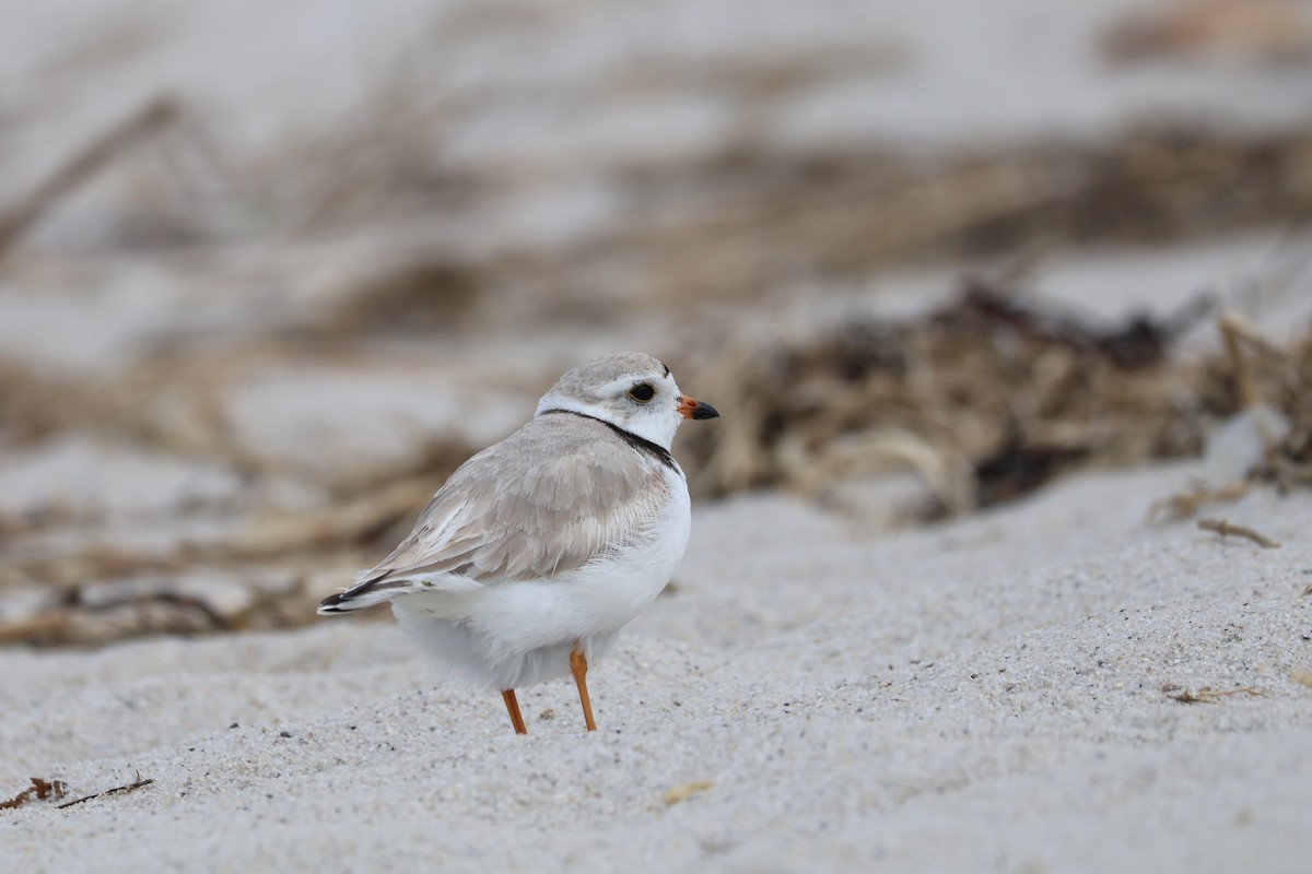 Piping Plover - ML618834167