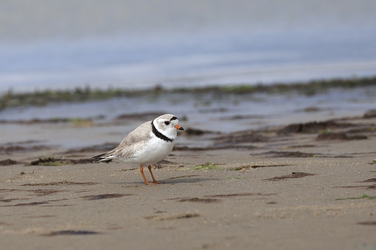 Piping Plover - ML618834168