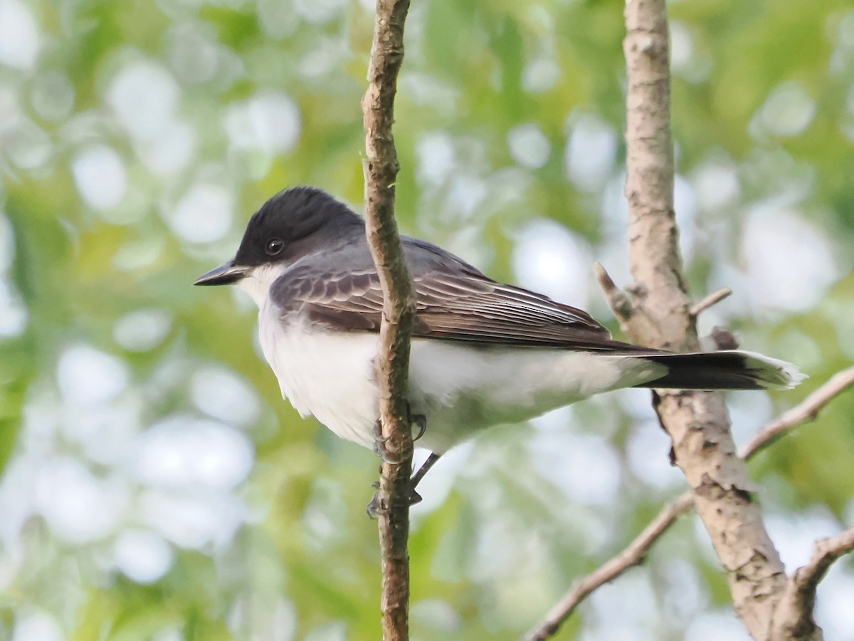 Eastern Kingbird - John Felton