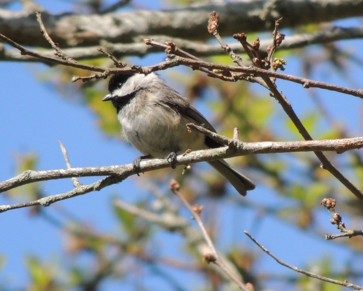 Carolina Chickadee - James Harding