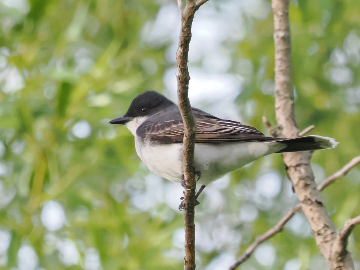 Eastern Kingbird - John Felton