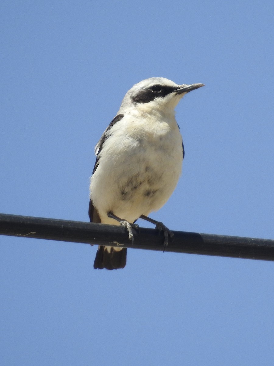 Northern Wheatear - ML618834196