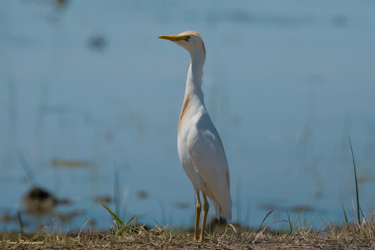 Western Cattle Egret - ML618834200