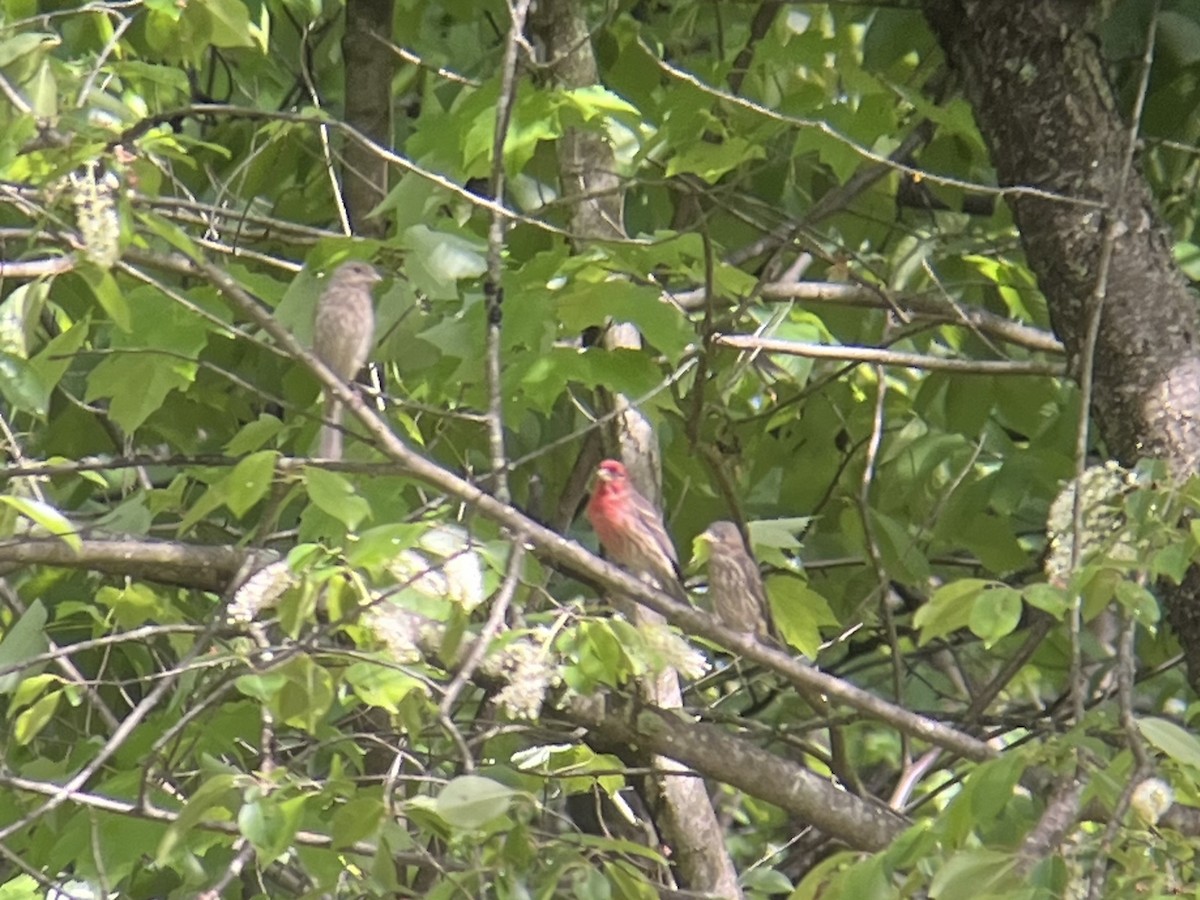 House Finch - Patty & John Werth