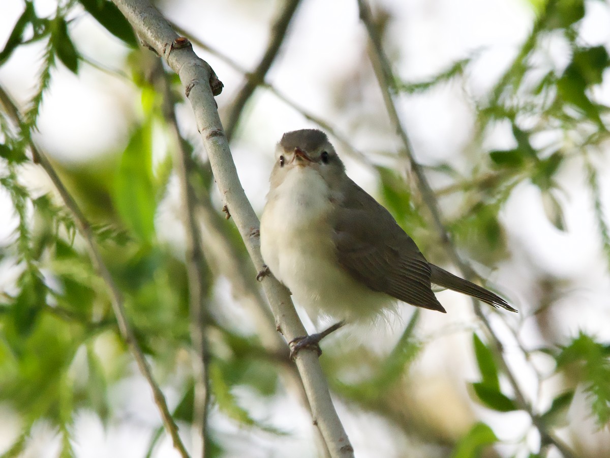 Warbling Vireo - John Felton