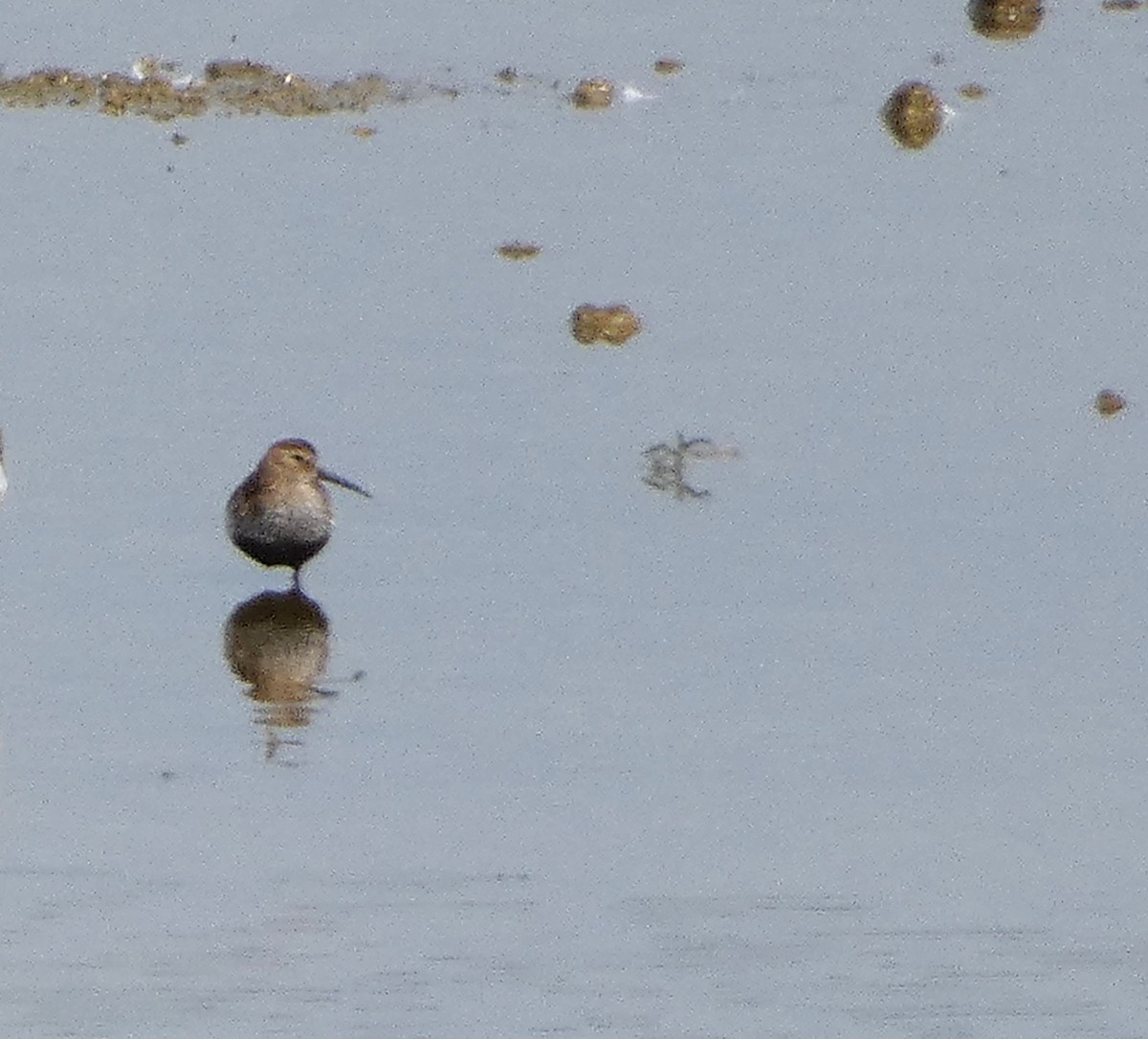 Dunlin - Mike Tuer