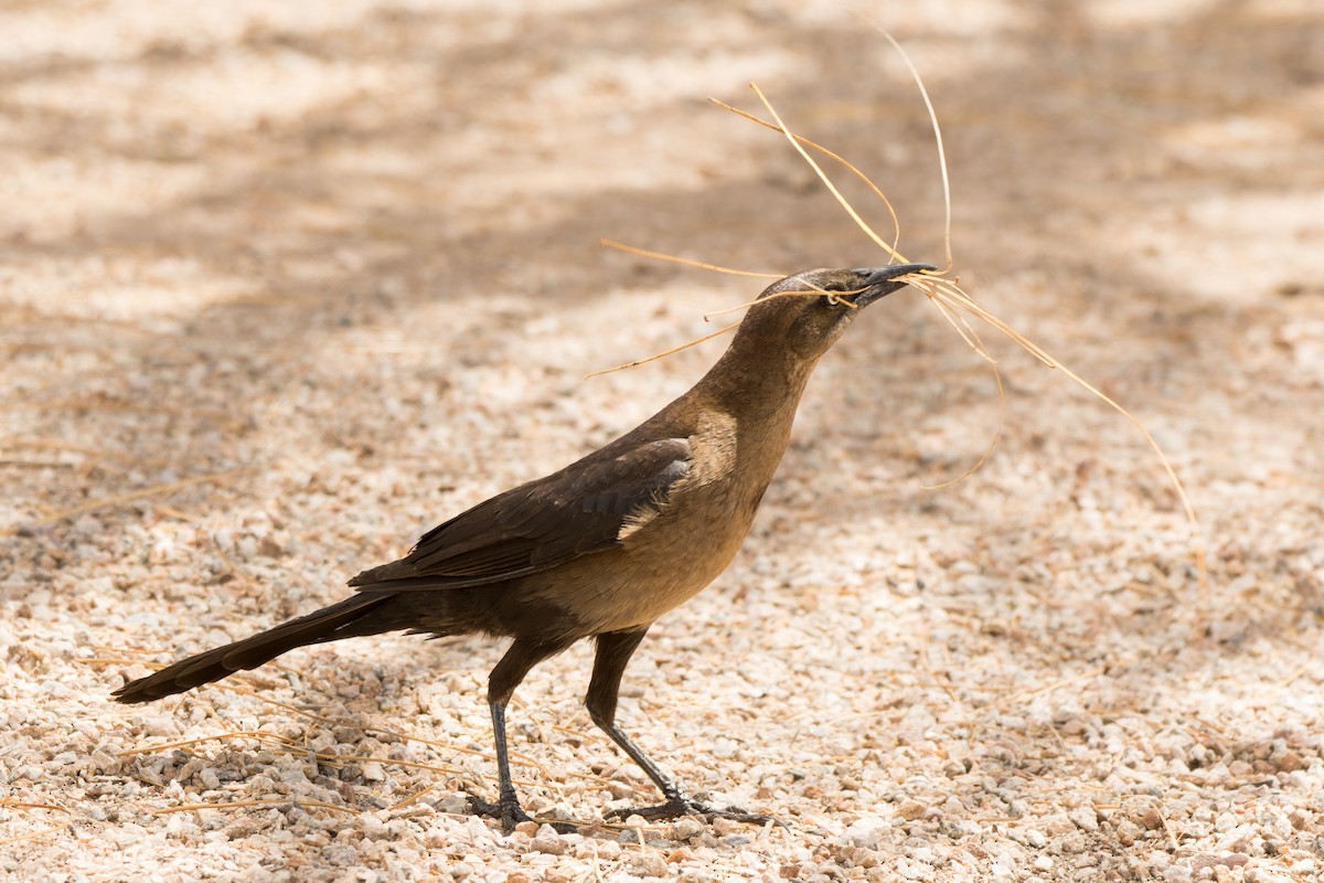 Great-tailed Grackle - Lori Buhlman