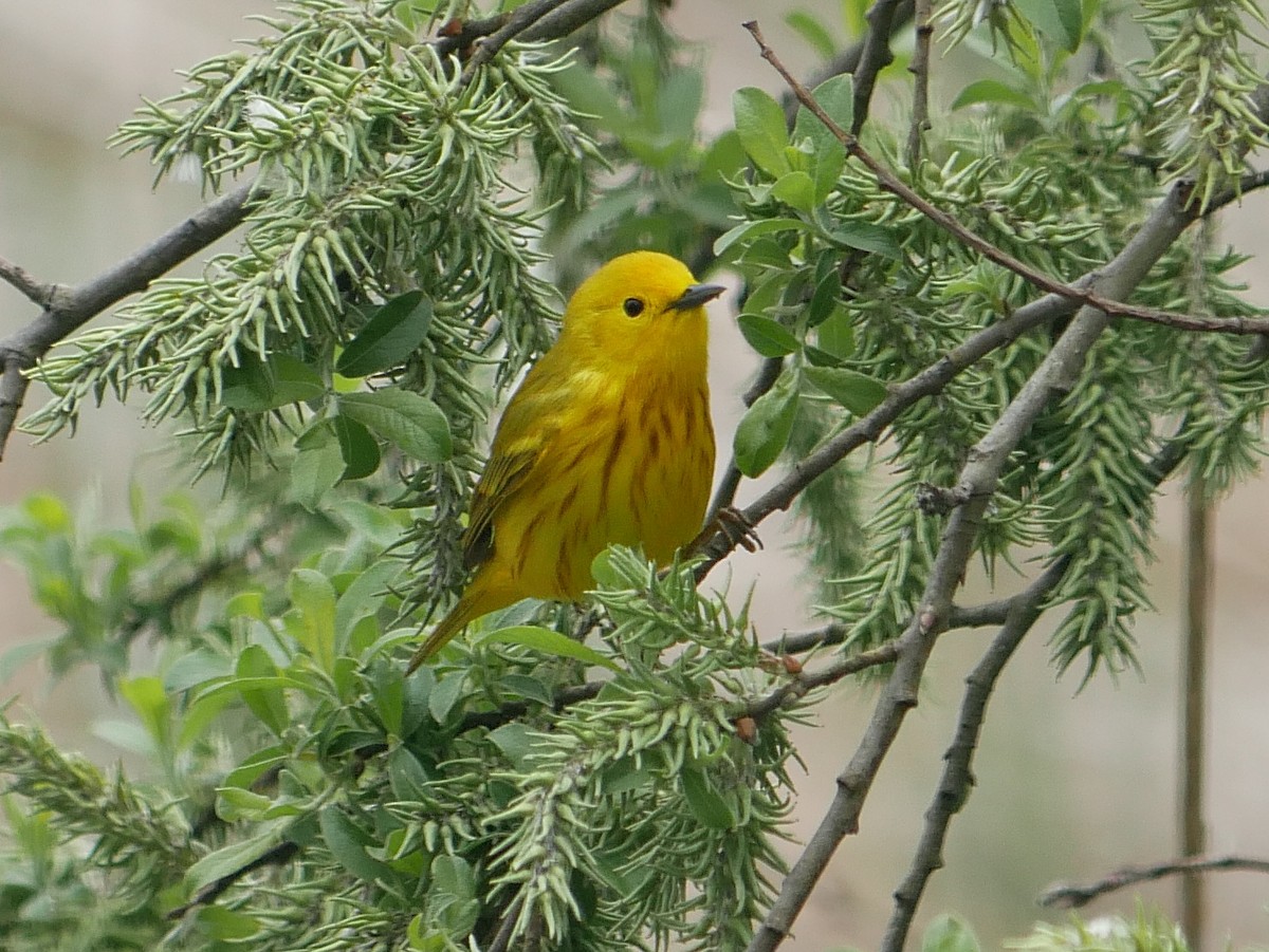 Yellow Warbler - Daniel Lewis