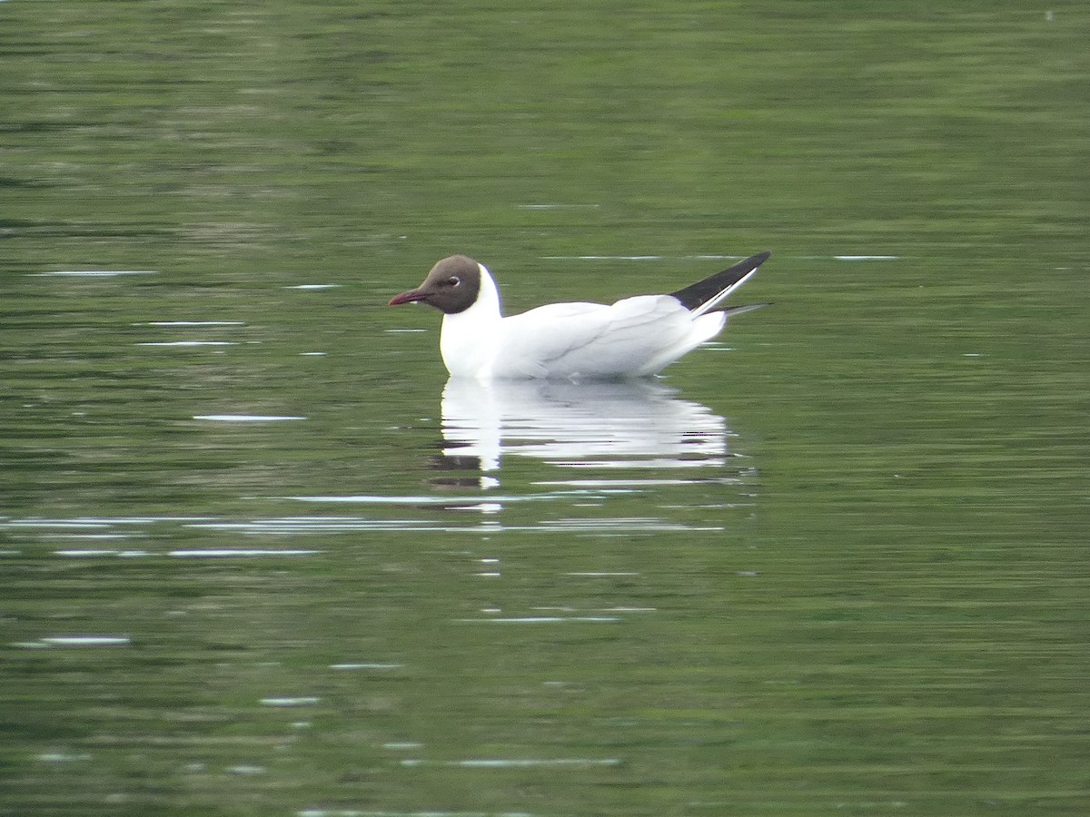 Black-headed Gull - Mike Tuer