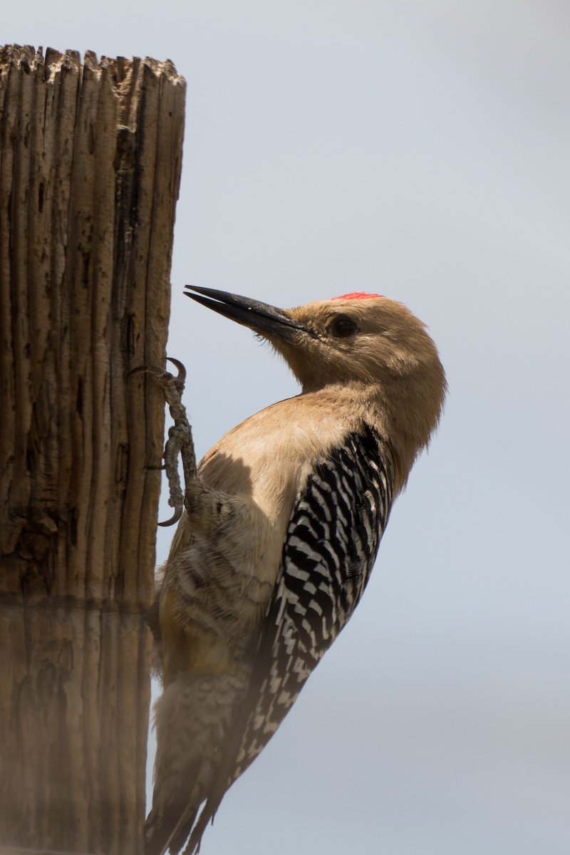 Gila Woodpecker - Lori Buhlman