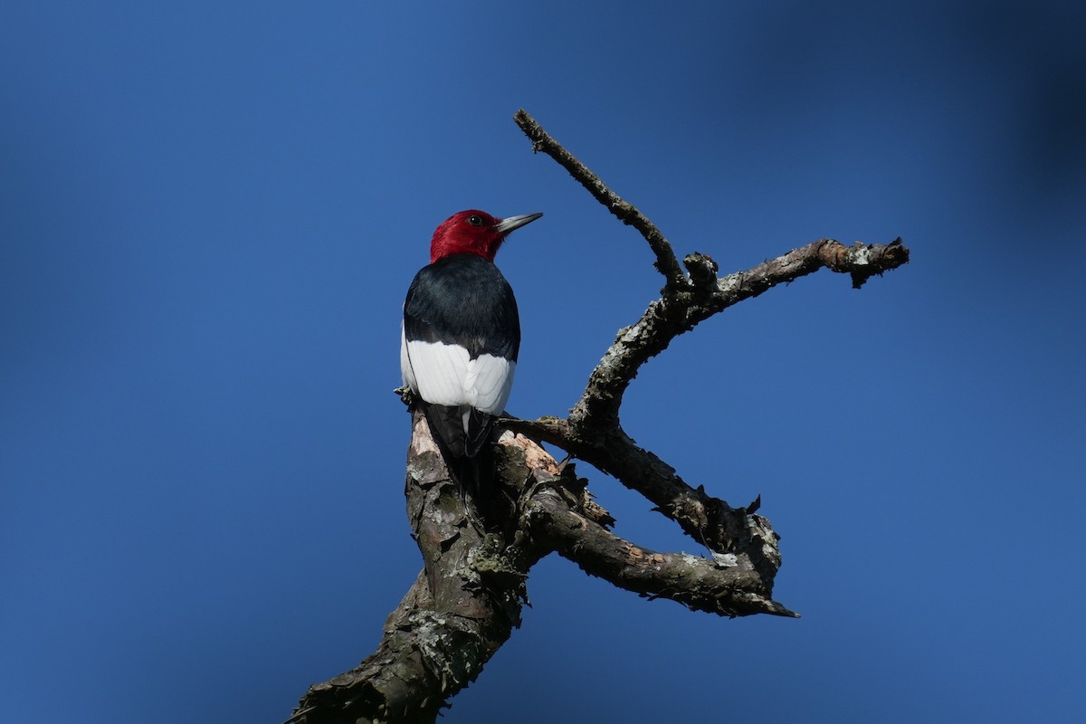 Red-headed Woodpecker - ML618834300