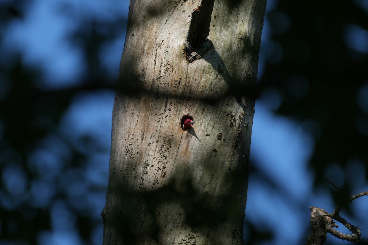 Red-headed Woodpecker - ML618834302