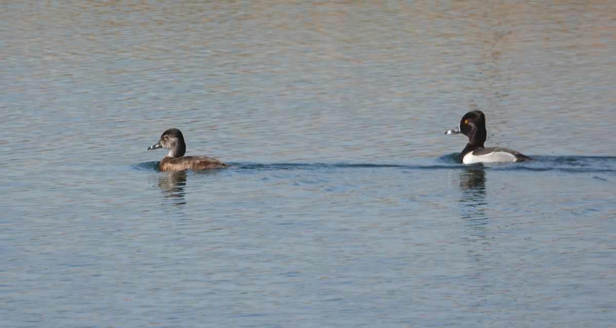 Ring-necked Duck - ML618834308